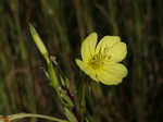 Narrowleaf evening-primrose